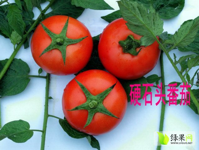 山西西红柿最新价格，市场走势与种植户收益深度解析