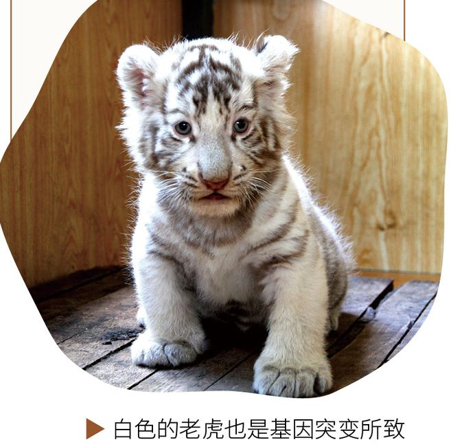 白老虎正版资料免费中,艺术学_HTM49.336影音版