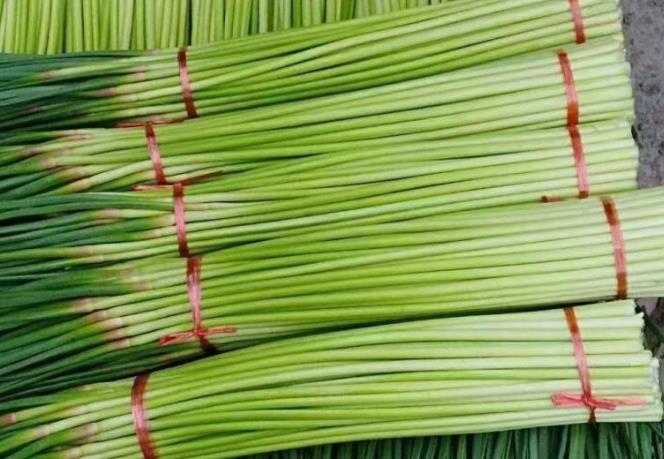 探秘小巷深处的蒜香秘境，揭秘2024年蒜苔最新价格