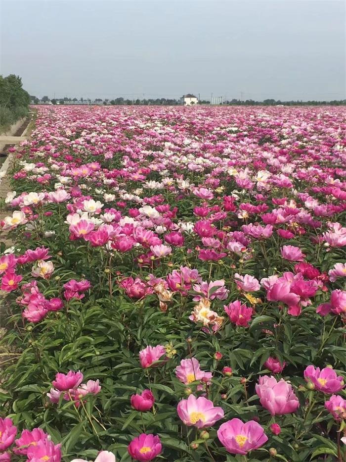 小巷深处的芍药宝藏与价格揭秘