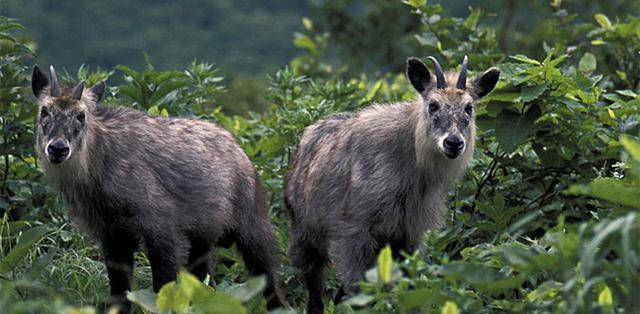 四不像正版资料,数据导向计划_DPL49.283薪火相传版